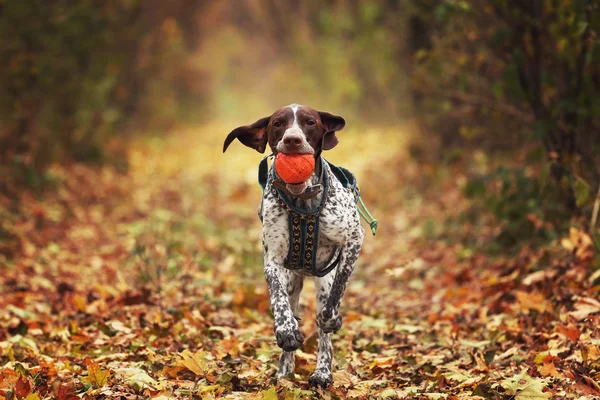 秋の森で犬がボールで実行されます。. — ストック写真