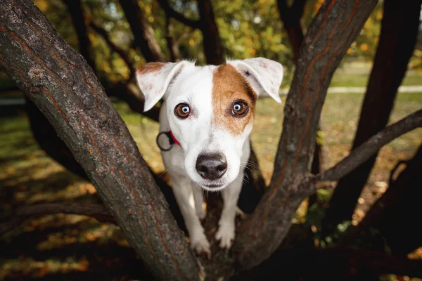 一只狗的滑稽画像。树上的狗. — 图库照片