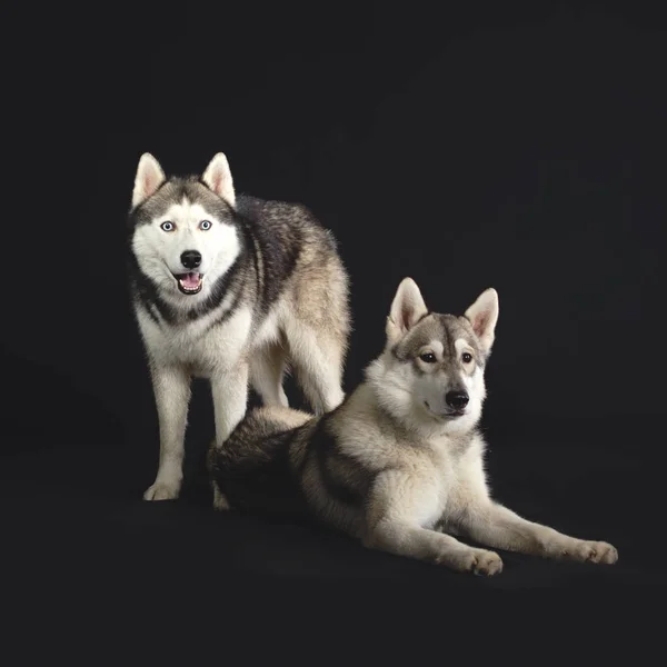 在黑色背景上的狗。西伯利亚雪橇犬工作室背景. — 图库照片