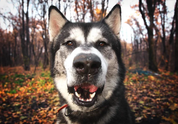 Una foto divertente di cani sporchi . — Foto Stock