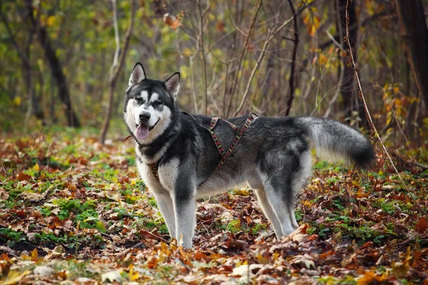 Cane da slitta imbracatura nel bosco . — Foto Stock