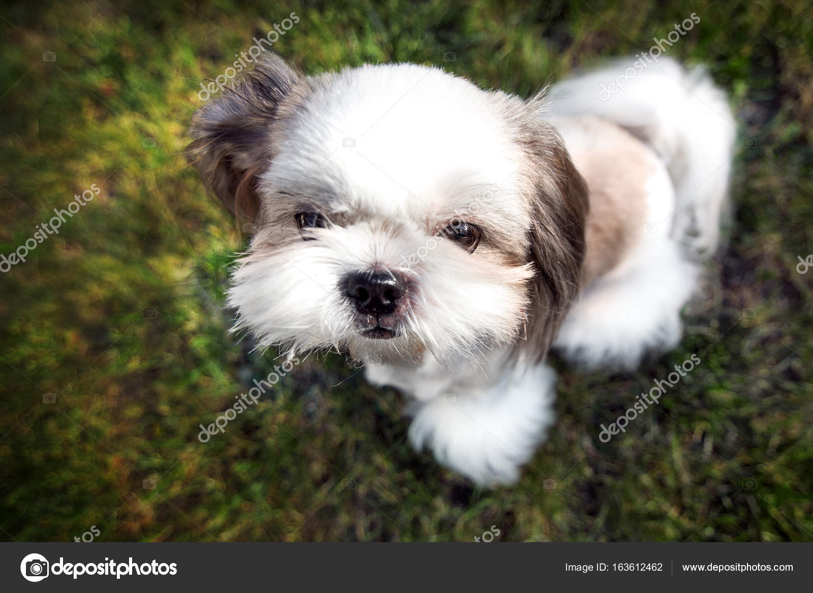 Chien De Race Shih Tzu Photographie Ykoronovskiy 163612462