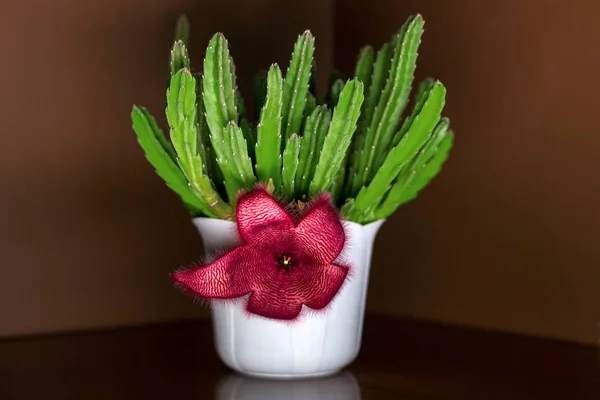 Stapelia is a genus of succulent plants from the family of the Cotrope (Apocynaceae). — Stock Photo, Image