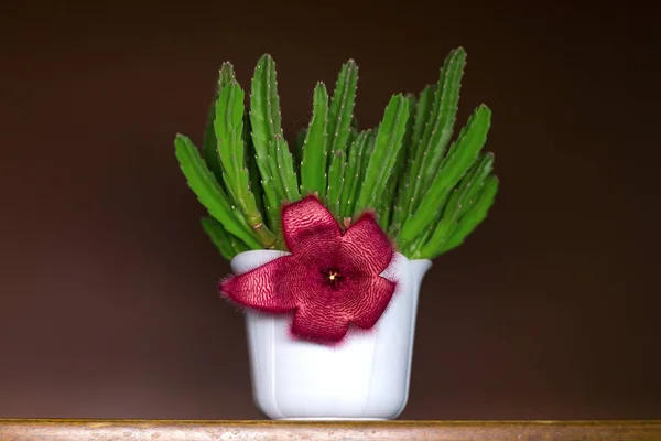 Stapelia is a genus of succulent plants from the family of the Cotrope (Apocynaceae). — Stock Photo, Image