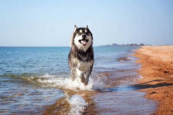 一只狗沿着水。阿拉斯加雪橇犬戏剧在海滩上. — 图库照片