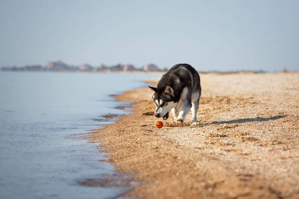 一只狗在沙滩上玩球。阿拉斯加雪橇犬沿着沙子的橙色球的后面. — 图库照片