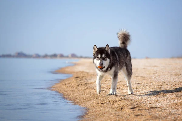 一只狗在沙滩上一个球在他的牙齿. — 图库照片