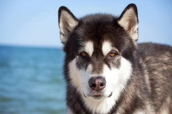 바다의 배경에 그의 초상화. 갈색 눈을 가진 Malamute 알래스카. — 스톡 사진