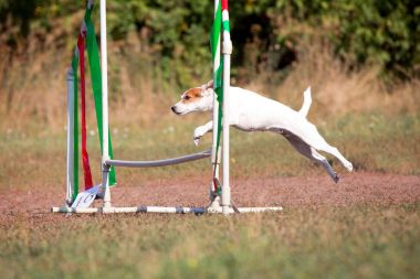 Köpek çeviklik. Köpek bariyer atlar. Parson Russell Terrier spor yapıyor. Köpek sıçramak.