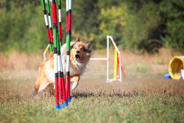 Sport for dogs agility obstacle slalom. A collie breed dog participates in agility competitions.