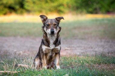 Yerel olmayan köpek. Acıyan gözlerle bir köpek. Tek gözlü köpek.