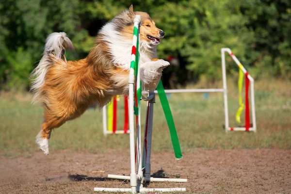 Köpek bariyer üzerinde uçuyor. Çeviklik, engel üzerinden atlamak içinde kömür ocağı.