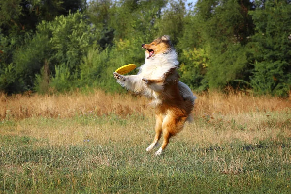 Dog catches the plate. Collie jumps to catch the disc. — Stock Photo, Image