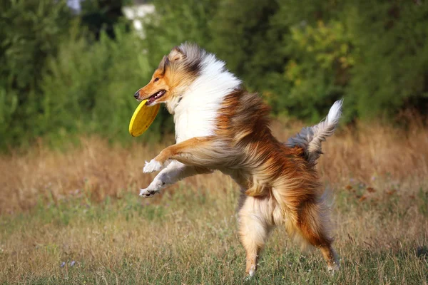 Dog catches the plate. Collie jumps to catch the disc. — Stock Photo, Image