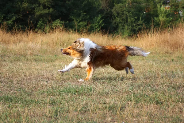 The dog runs fast. Collie accelerates before jumping. — Stock Photo, Image