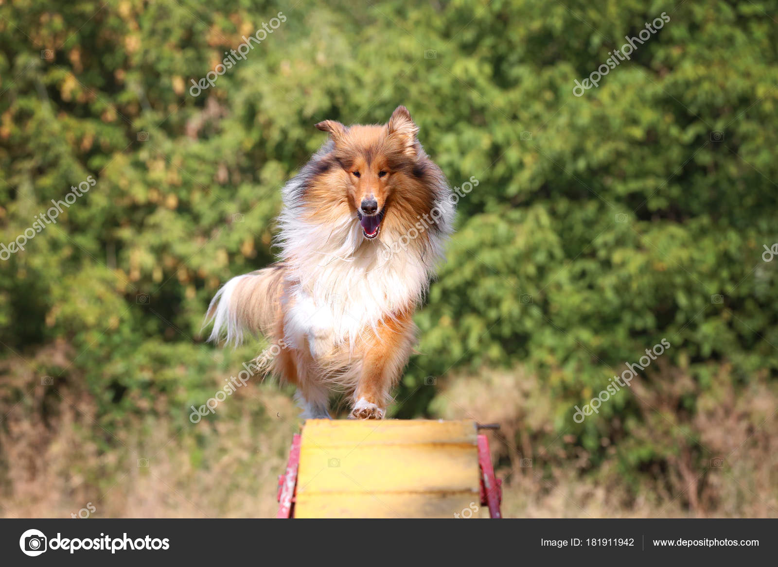 Dog Collie Breed Agility Dog Running Board Stock Photo C Ykoronovskiy 181911942