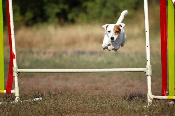 Dog breed Jack Russell Terrier jumps. The dog jumps over the barrier. A sports dog in agility.