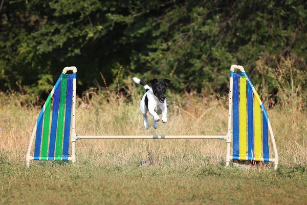 The dog is jumping. The dog jumps over the barrier. A sports dog in agility.