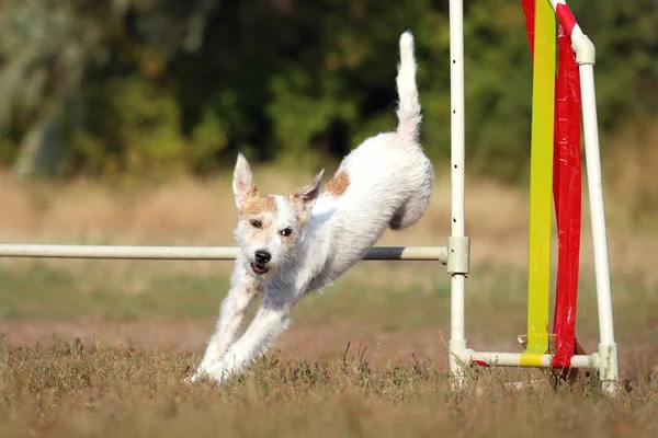 狗品种杰克罗素梗跳跃 狗跳过障碍物 敏捷的运动犬 — 图库照片