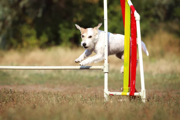 狗品种杰克罗素梗跳跃 狗跳过障碍物 敏捷的运动犬 — 图库照片