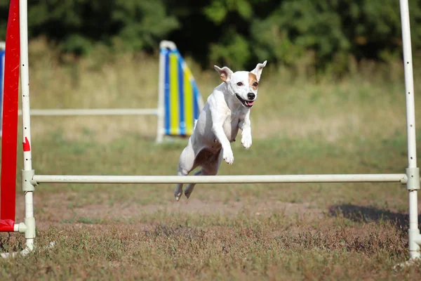 Dog breed Jack Russell Terrier jumps. The dog jumps over the barrier. A sports dog in agility.
