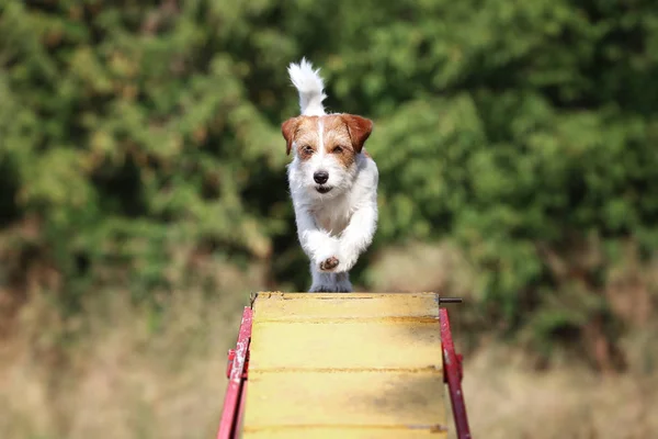 パーソン ラッセル テリアの品種の犬は 障害物を渡します 犬の敏捷性 — ストック写真