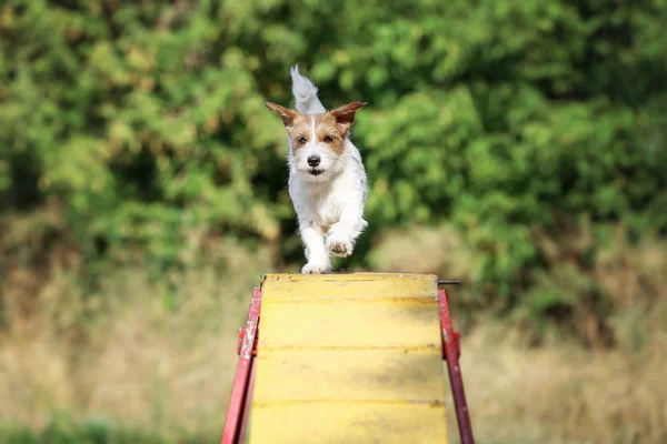 Собака Породы Parson Russell Terrier Проходит Через Препятствие Собака Ловкости — стоковое фото