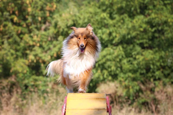 狗牧羊犬在敏捷中繁殖 狗在棋盘上奔跑 — 图库照片