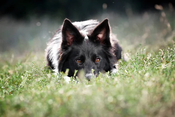 一只边境牧羊犬躺在草地上 阳光照在狗的眼里 — 图库照片
