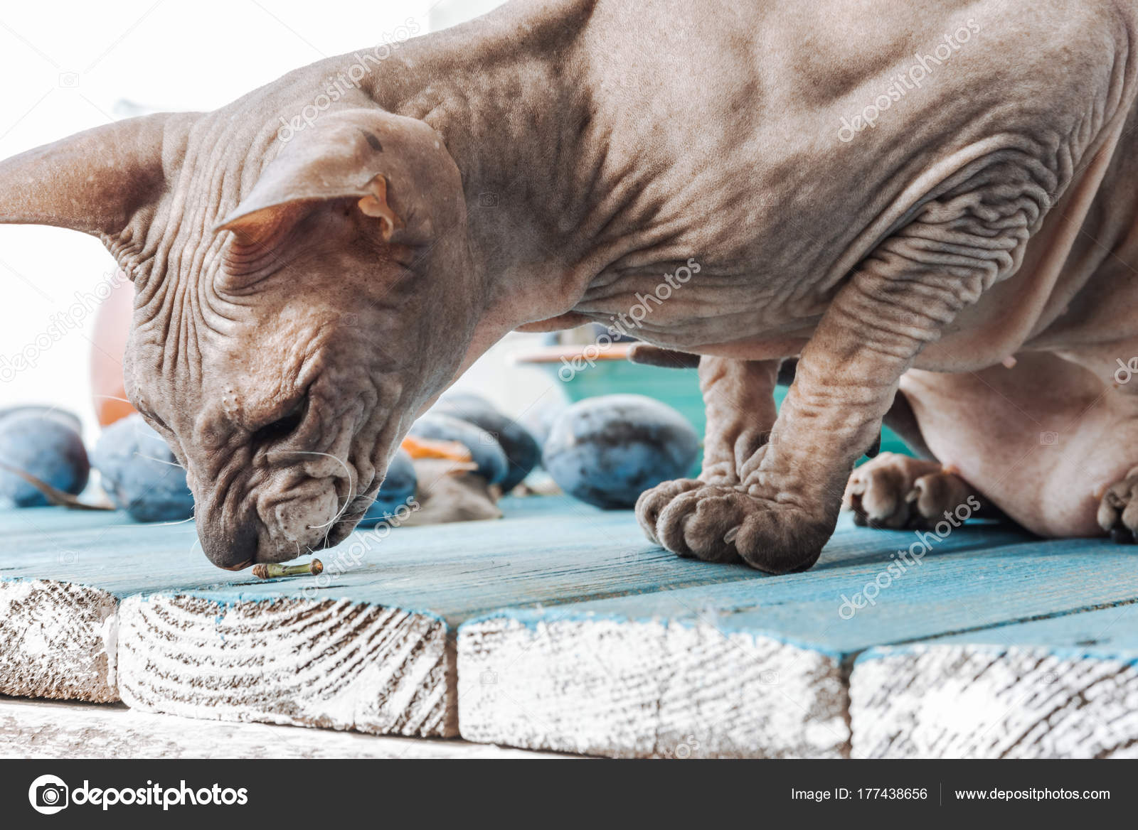 Ciekawy łysy Sphinx Zdjęcie Stockowe Drakonyashka 177438656