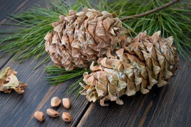 Decorative resinous fir-cones with cedar nuts, needles and pine  clipart
