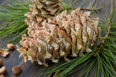 Gummy tar fir-cones with conifer needle branches and fir nuts  clipart