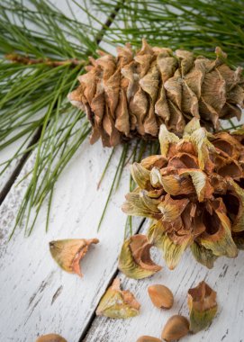 Ladin reçineli çam fıstığı, iğneler ve pi kozalaklar Aşurelik