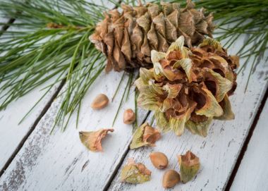 Sakızlı reçineli çam-koniler kozalaklı iğne Şubeler ve c ile Aşurelik