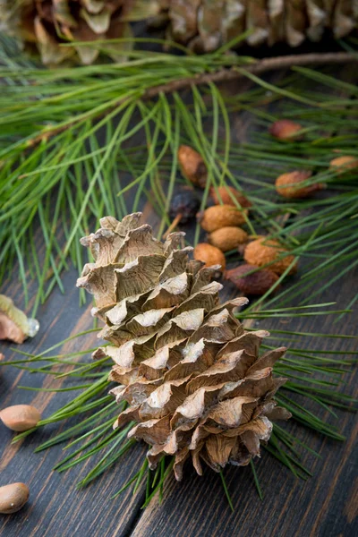Spruce resinous cedar-tree cone with cedar nuts, needles and ced