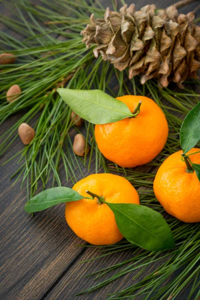 Mandarines clémentine orange fraîches avec branche d'aiguille de conifères — Photo