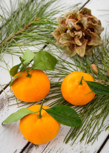 Taze turuncu clementine mandalina kozalaklı iğne şubesi ile bir