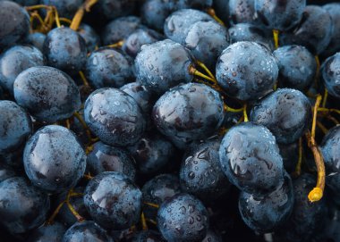 Asma üzüm ya da Berlandieri üzüm desen grup 