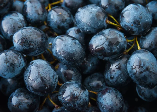 Islak karanlık güz üzüm veya dağ üzüm desenli