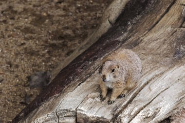 Gopher or ground squirrel sitting on the tree clipart