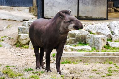 Sevimli genç tapir