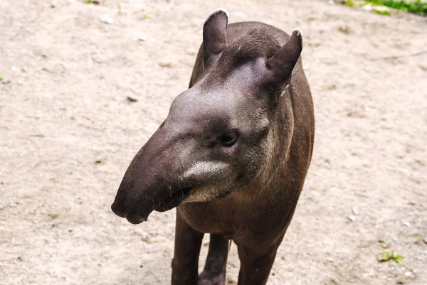 Kíváncsi fiatal tapír — Stock Fotó