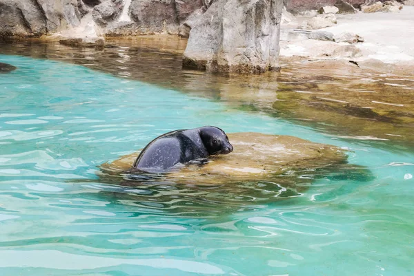 Triste foca jovem ou leão-marinho deitado na pedra Fotos De Bancos De Imagens Sem Royalties