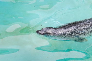 Kürk mühür ya da deniz aslanı 