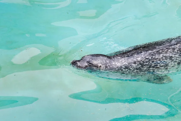 Carne de foca ou leão marinho Fotos De Bancos De Imagens