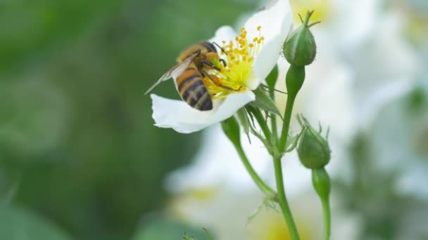 Macro of a bee pollinating a white flower — Stock Video