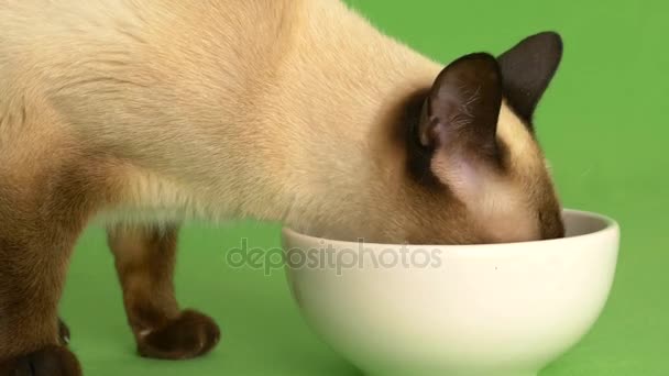 Siamese cat eating from food plate close up side shot — Stock Video