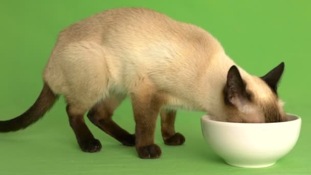 Siamés gato comer de comida plato lado disparo — Vídeos de Stock