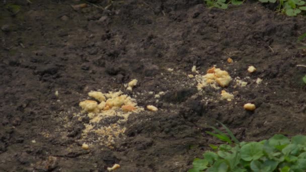 Rata agarra comida rápido y asustado — Vídeos de Stock