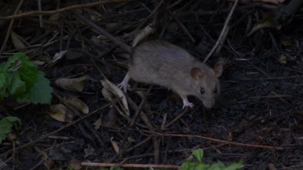 カメラを見て飲むのラット — ストック動画